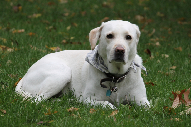 This dog is comfortable thanks to Furnace Repair in Wheaton performed by AWE